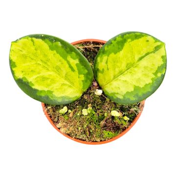 Hoya australis 'Tricolor'