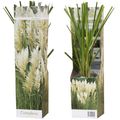 Cortaderia selloana