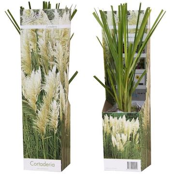 Cortaderia selloana