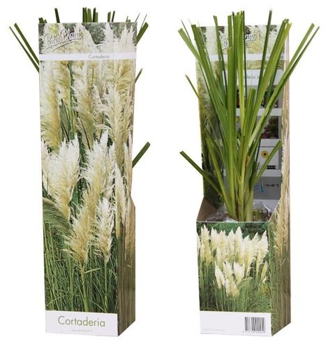 Cortaderia selloana