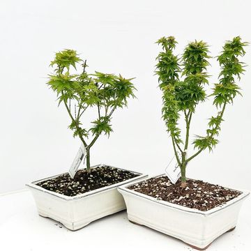 Acer palmatum 'Kotohime'