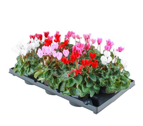 Cyclamen SUPER SERIE VERANO MIX