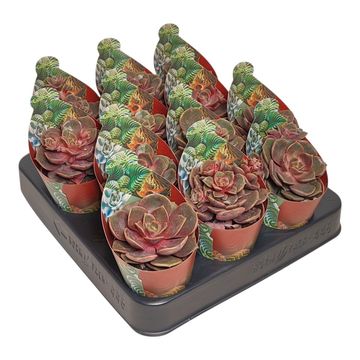 Echeveria 'Vampire Red Ball'