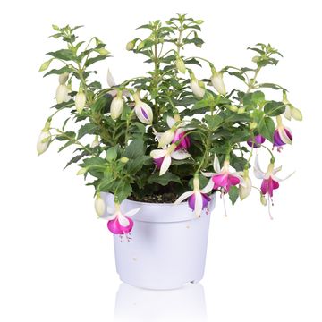 Fuchsia BELLA FUCHSIA NORA