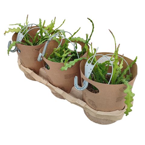 Epiphyllum anguliger