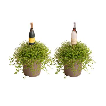 Soleirolia soleirolii