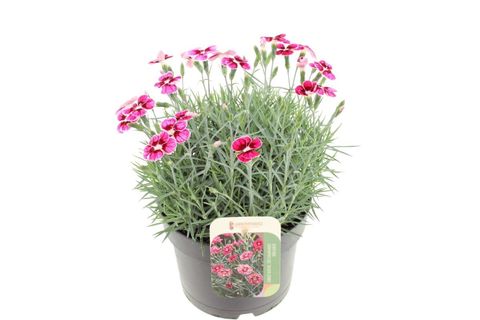 Dianthus SILVER STARS FLUTTERBURST