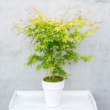 Acer palmatum 'Оранж Дрим'