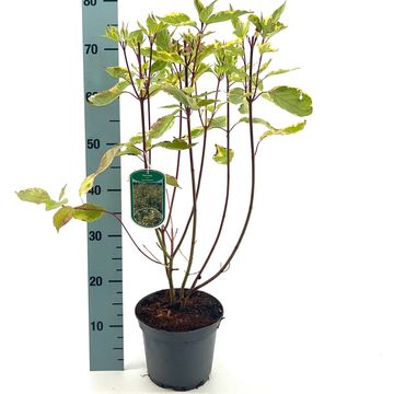 Cornus alba 'Gouchaultii'
