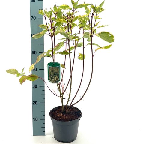 Cornus alba 'Gouchaultii'