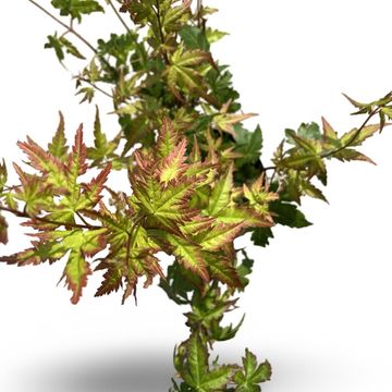 Acer palmatum 'Summer Gold'