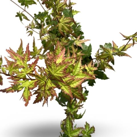 Acer palmatum 'Summer Gold'