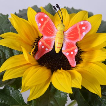 Helianthus annuus 'Sunsation'