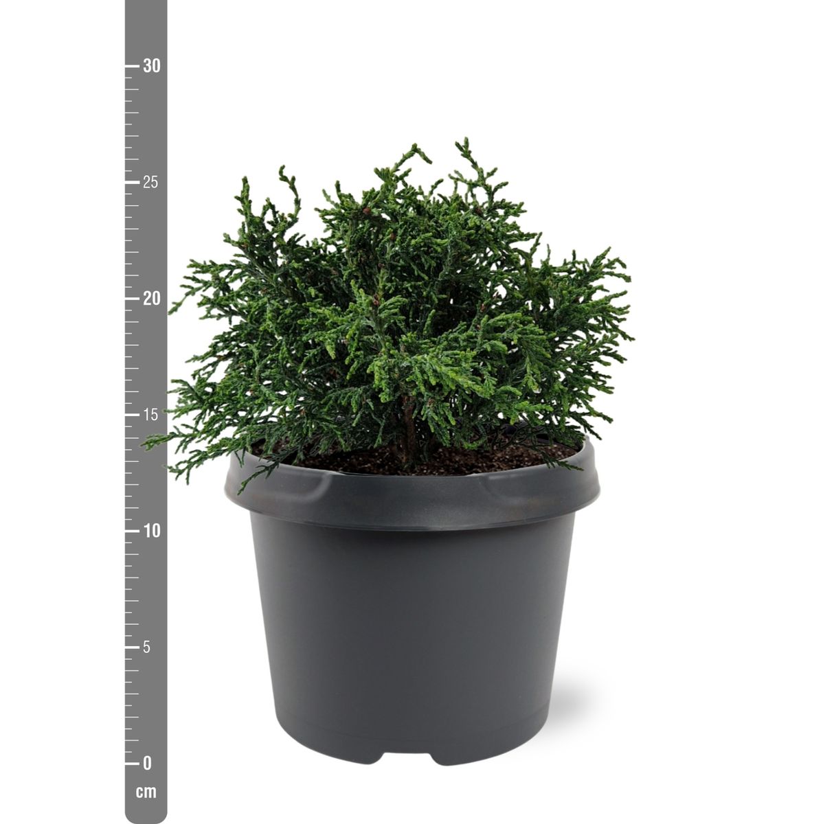 Chamaecyparis obtusa 'Lycopodioides' — Plant Wholesale FlorAccess