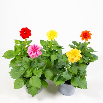Dahlia DAHLIETTA MIX