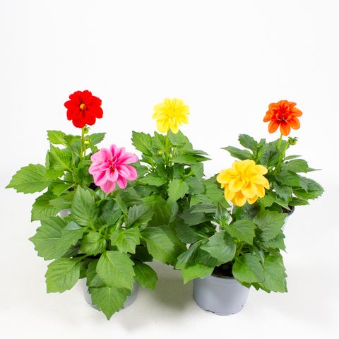 Dahlia DAHLIETTA MIX