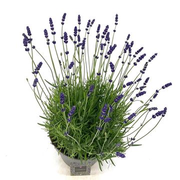 Lavandula angustifolia 'Hidcote'