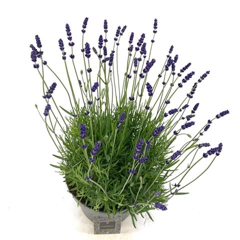 Lavandula angustifolia 'Hidcote'