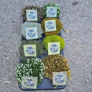 Piante di roccia﻿ MIX