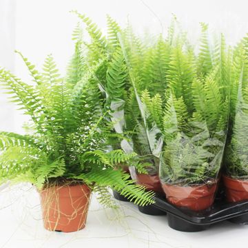 Nephrolepis exaltata 'Bostoniensis'