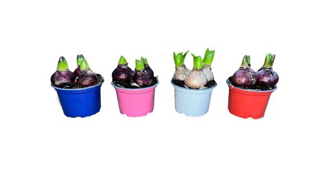 Hyacinthus orientalis MIX