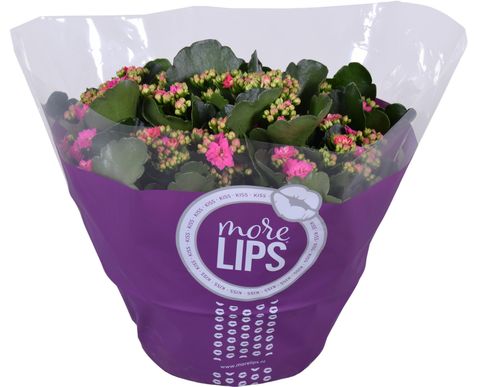 Kalanchoe blossfeldiana PERFECTA PURPLE