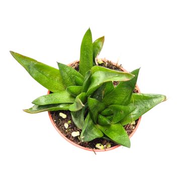 Gasteria 'Lady Marian'