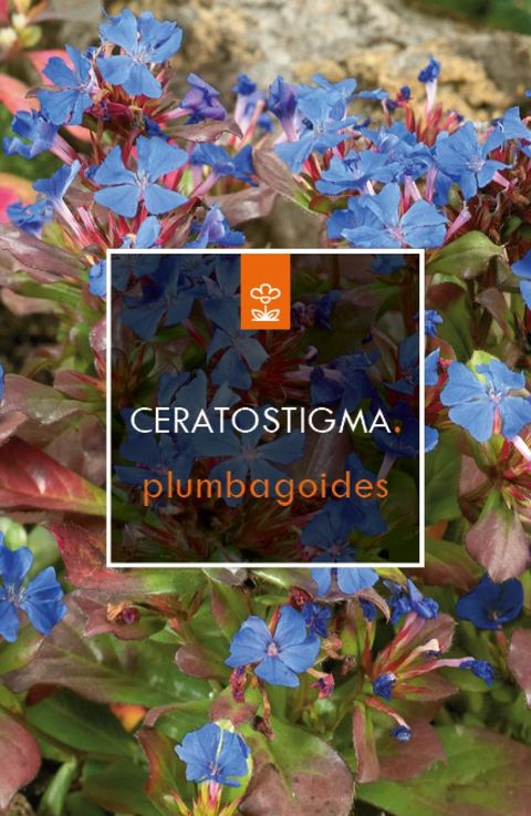 Ceratostigma plumbaginoides
