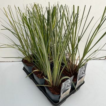 Cortaderia selloana MIX