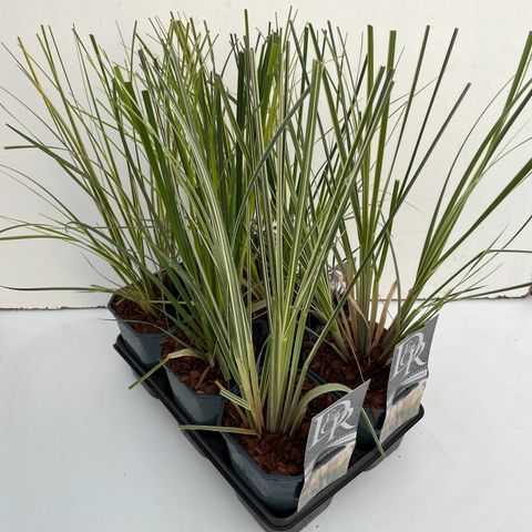 Cortaderia selloana MIX
