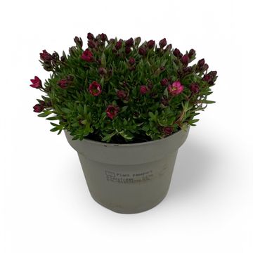 Saxifraga MARTO ROSE