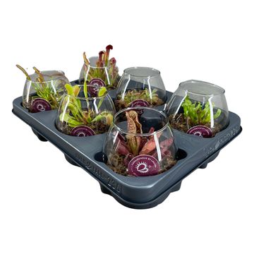 Carnivorous plants MIX