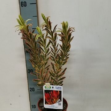 Leucadendron 'Jester'