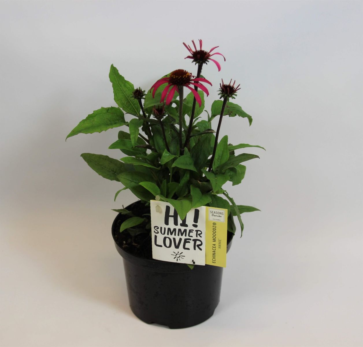 Echinacea MOOODZ AWAKE — Groothandel in planten FlorAccess