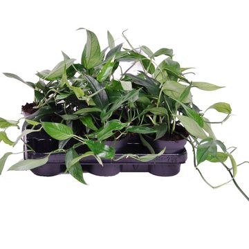 Epipremnum pinnatum BLUE FORM