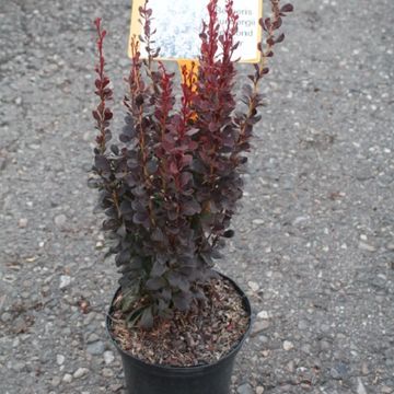 Berberis thunbergii 'Helmond Pillar'