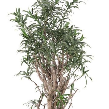Dracaena reflexa 'Song of India'