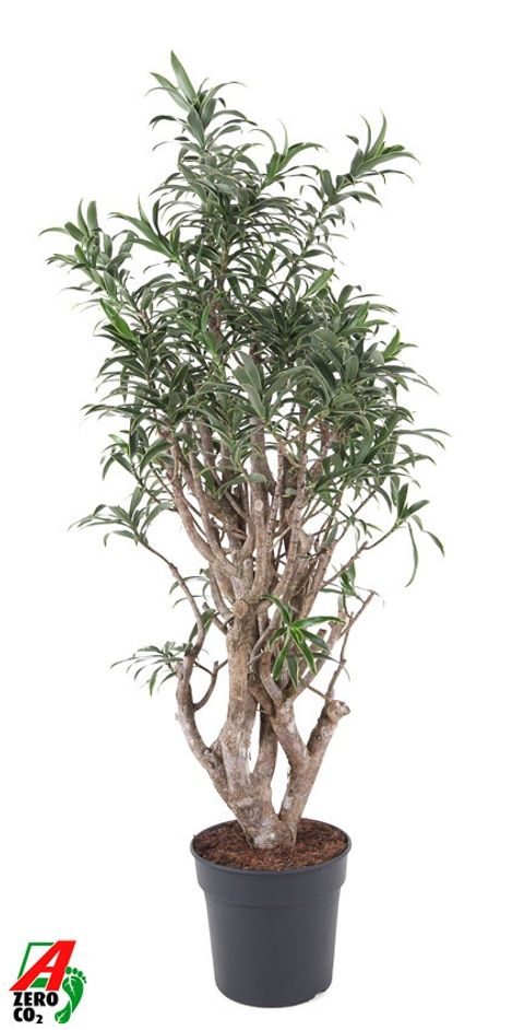 Dracaena reflexa 'Song of India'