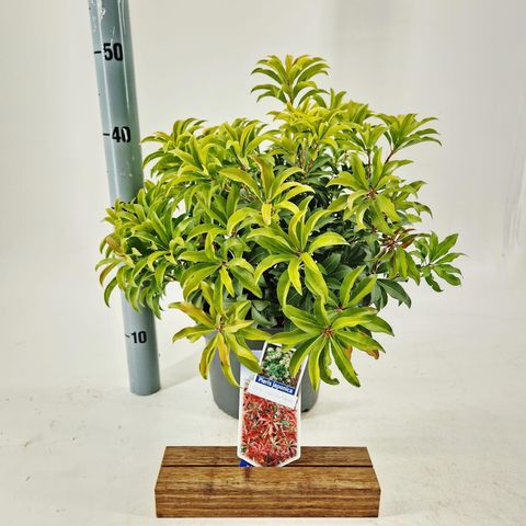 Pieris japonica 'Red Mountain'