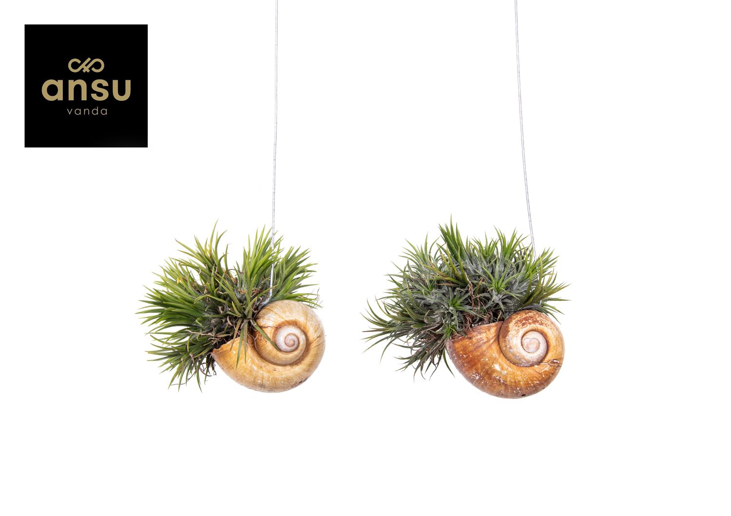 Arrangement Moderne Tillandsia Sur Oursin – Grande Tillandsia Usneoides – Plante Aérienne Décorative à Suspendre Ou Poser 20 Cm
