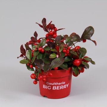 Гаултерия procumbens BIG BERRY