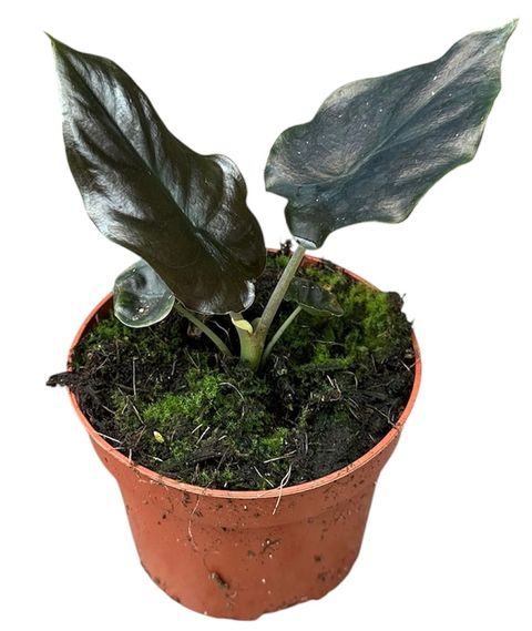 Alocasia infernalis BLACK MAGIC