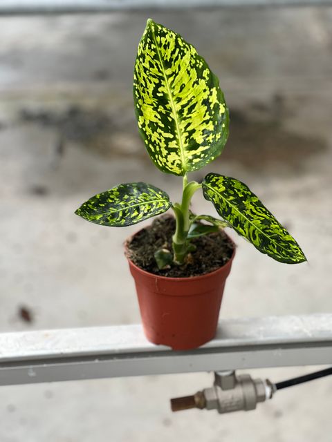 Dieffenbachia 'Reflector'