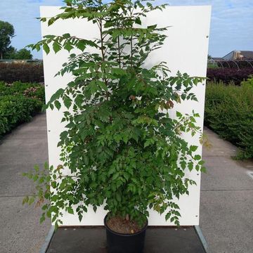 Koelreuteria paniculata