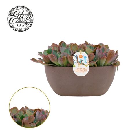 Echeveria shaviana 'Pink Frills'