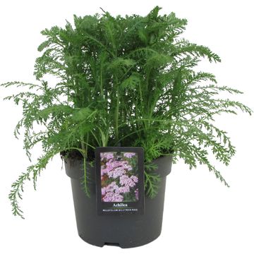 Achillea millefolium  MILLY ROCK ROSE