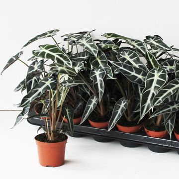 Alocasie BAMBINO ARROW