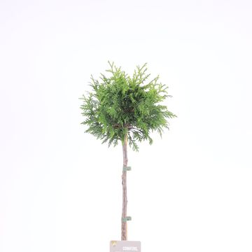 Thuja plicata 'Gelderland'