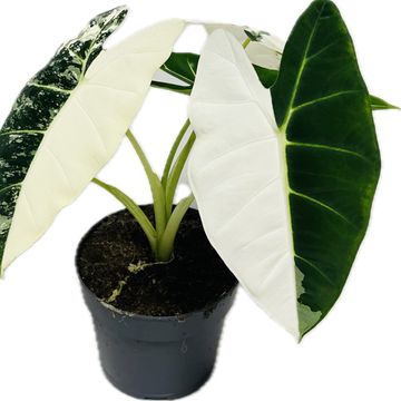 Alocasia micholitziana 'Frydek Variegata'