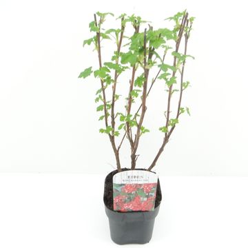 Ribes sanguineum 'King Edward VII'